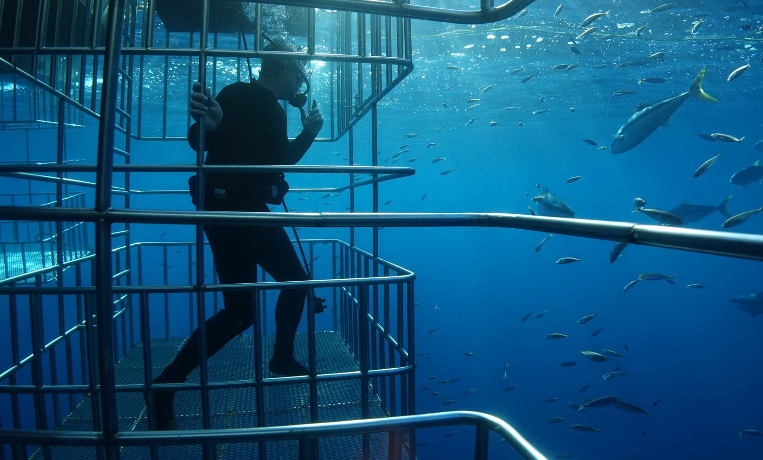 Shark diving extreme travel trend