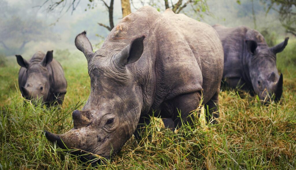 Voluntourism save the rhinos