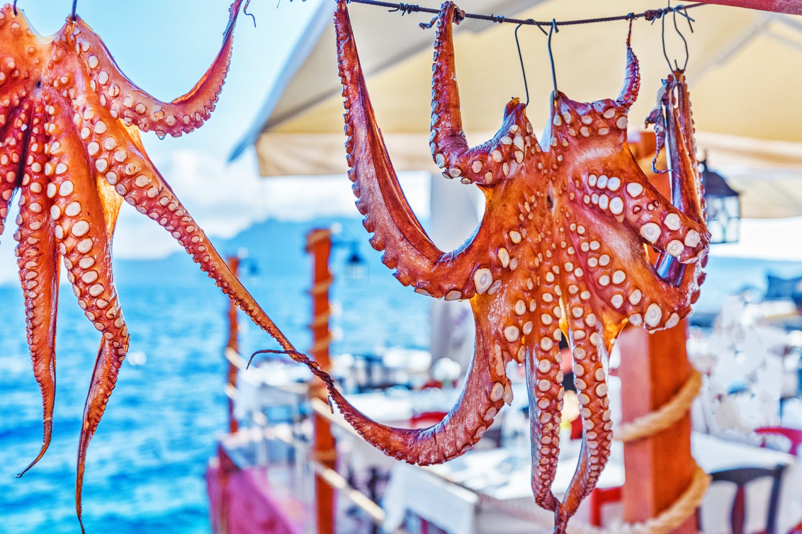 Octopus Greece