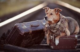 Travelling dog