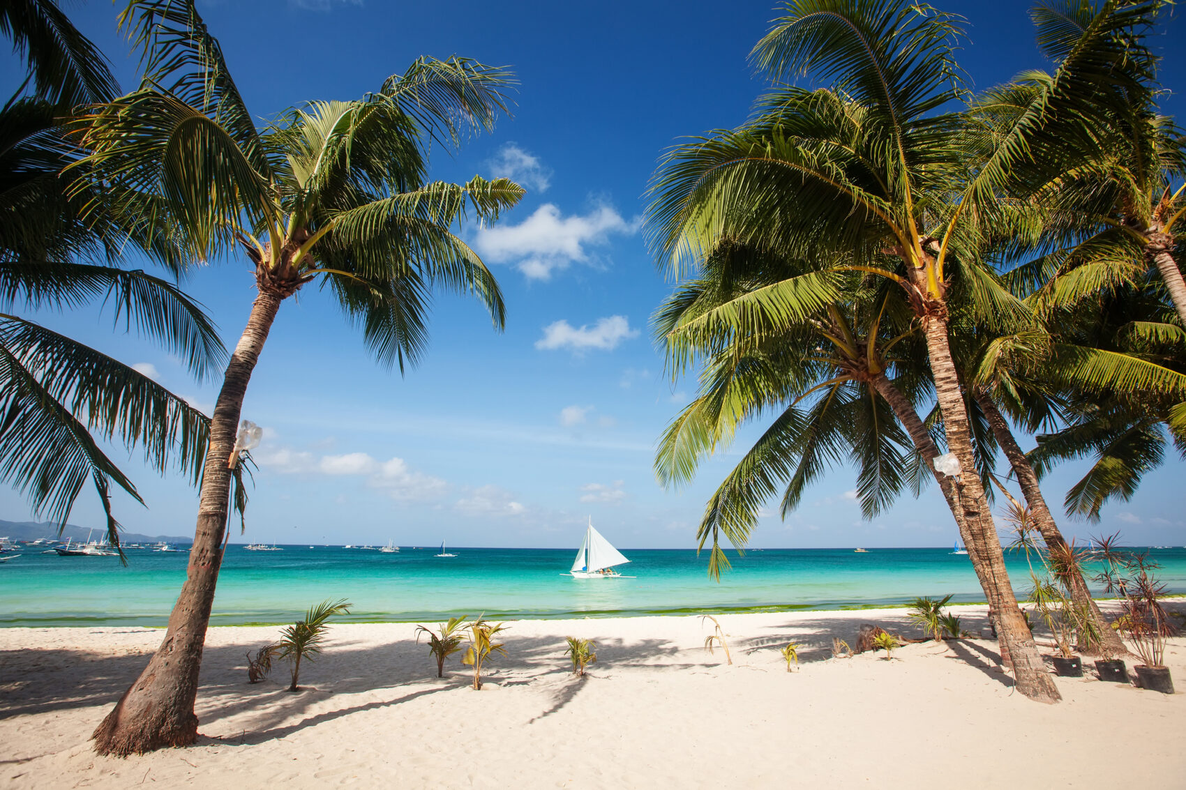 Tropical beach with beautiful palms and white sand