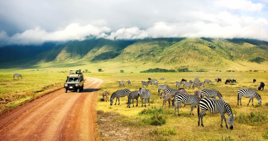 Safari in Africa with zebra