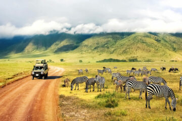 Safari in Africa with zebra