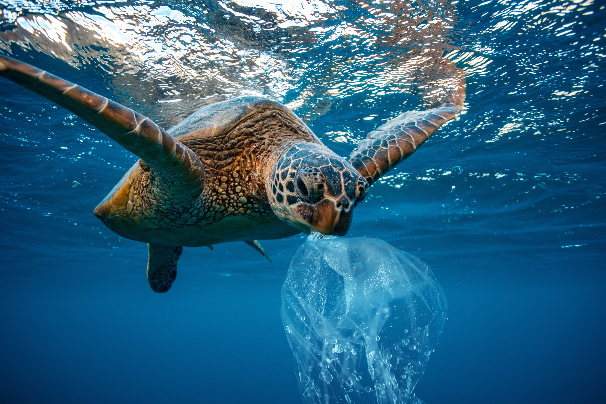 Sea turtle eating plastic bag