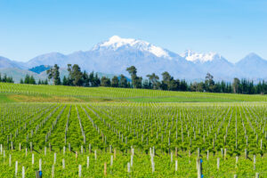 Vineyards in Marlborough, New Zealand