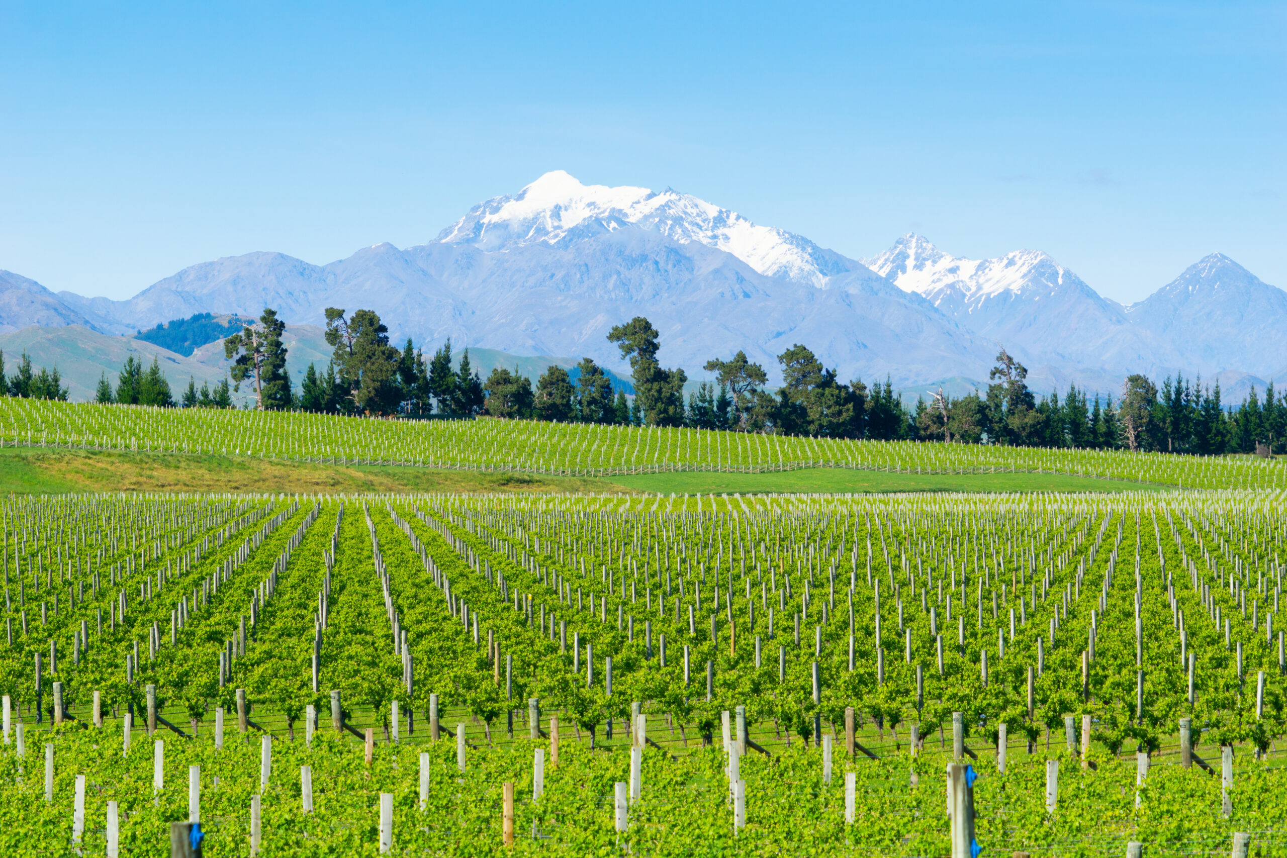 Vineyards in Marlborough long rows of spring growth across flat fields to the remote foothills