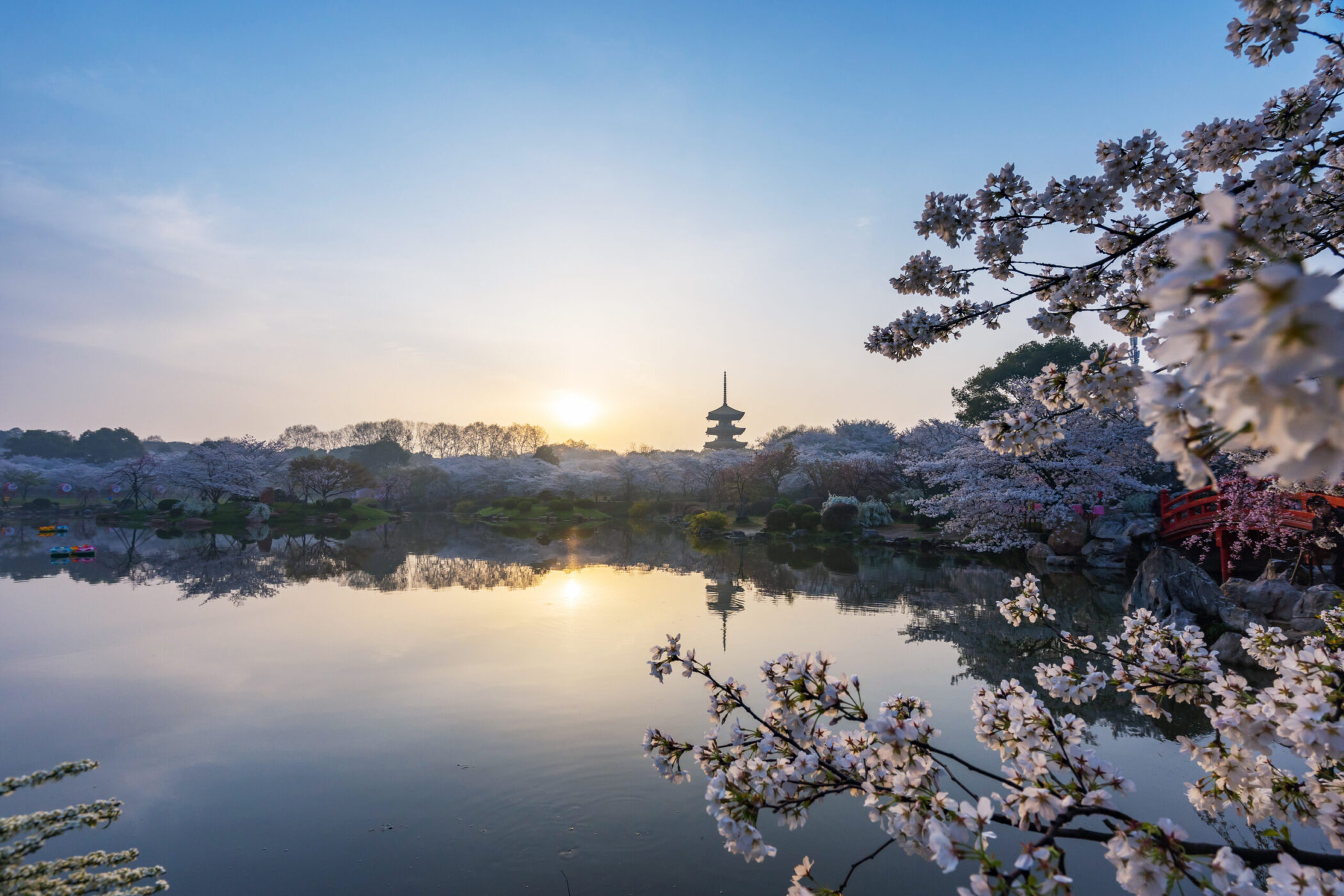 Wuhan East Lake Sakura Garden