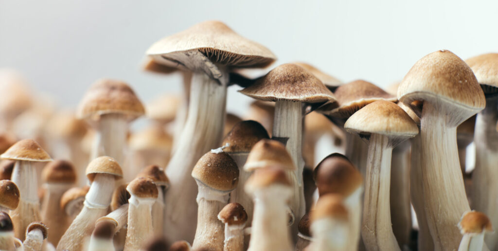 psychedelic magic mushrooms