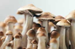 psychedelic magic mushrooms