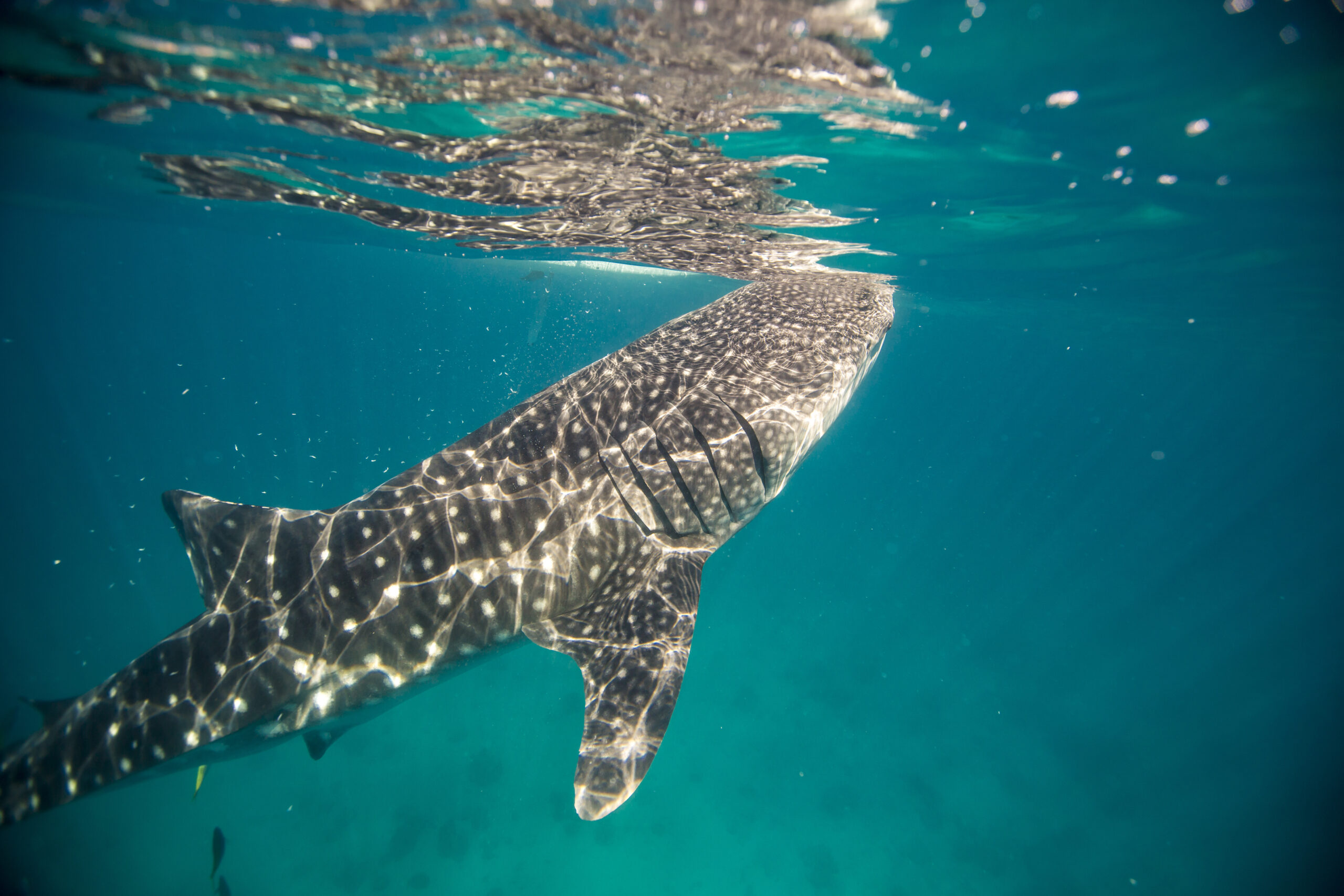 Whale shark, The Philippines