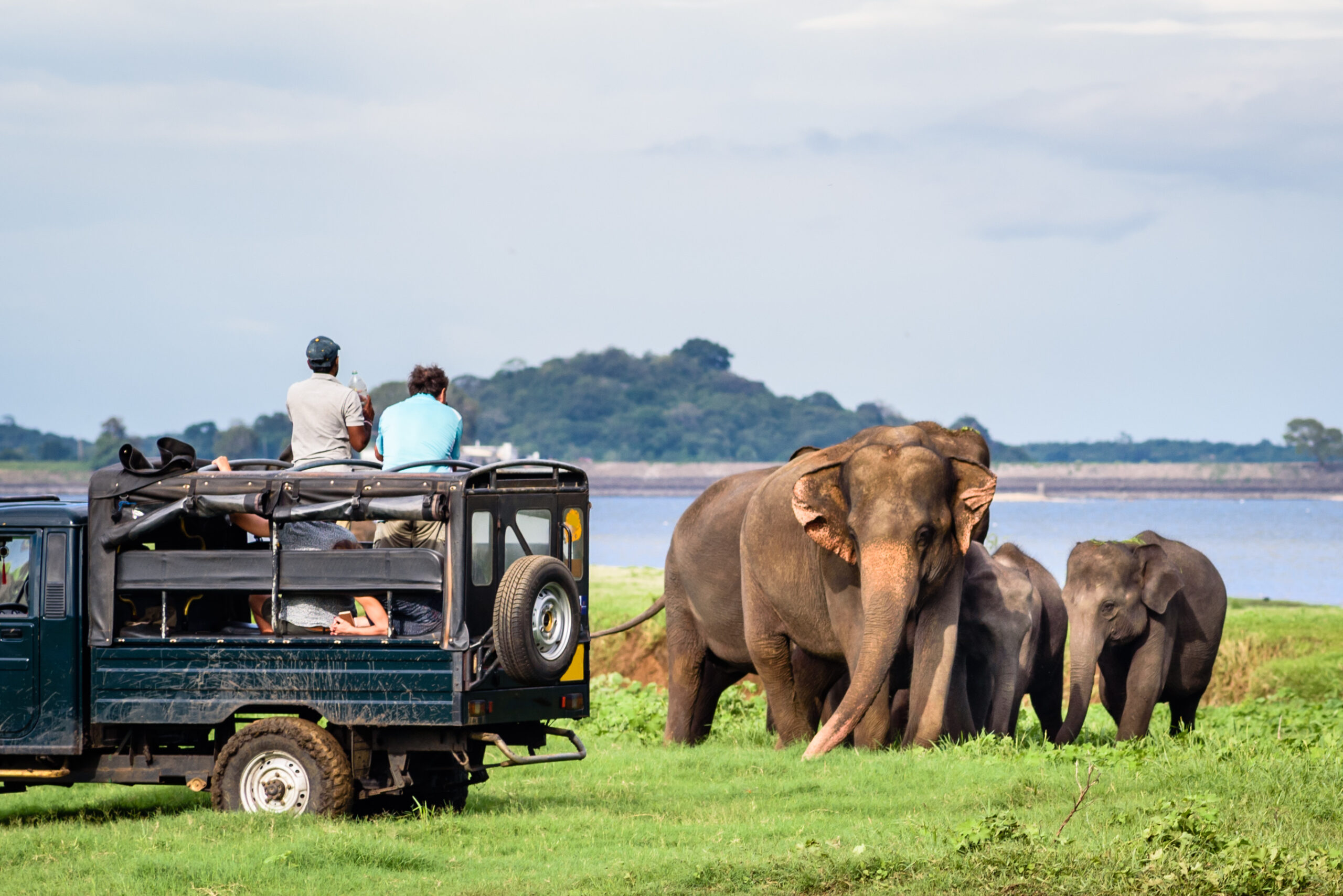 Elephant safari in Minneriya, Sri Lanka
