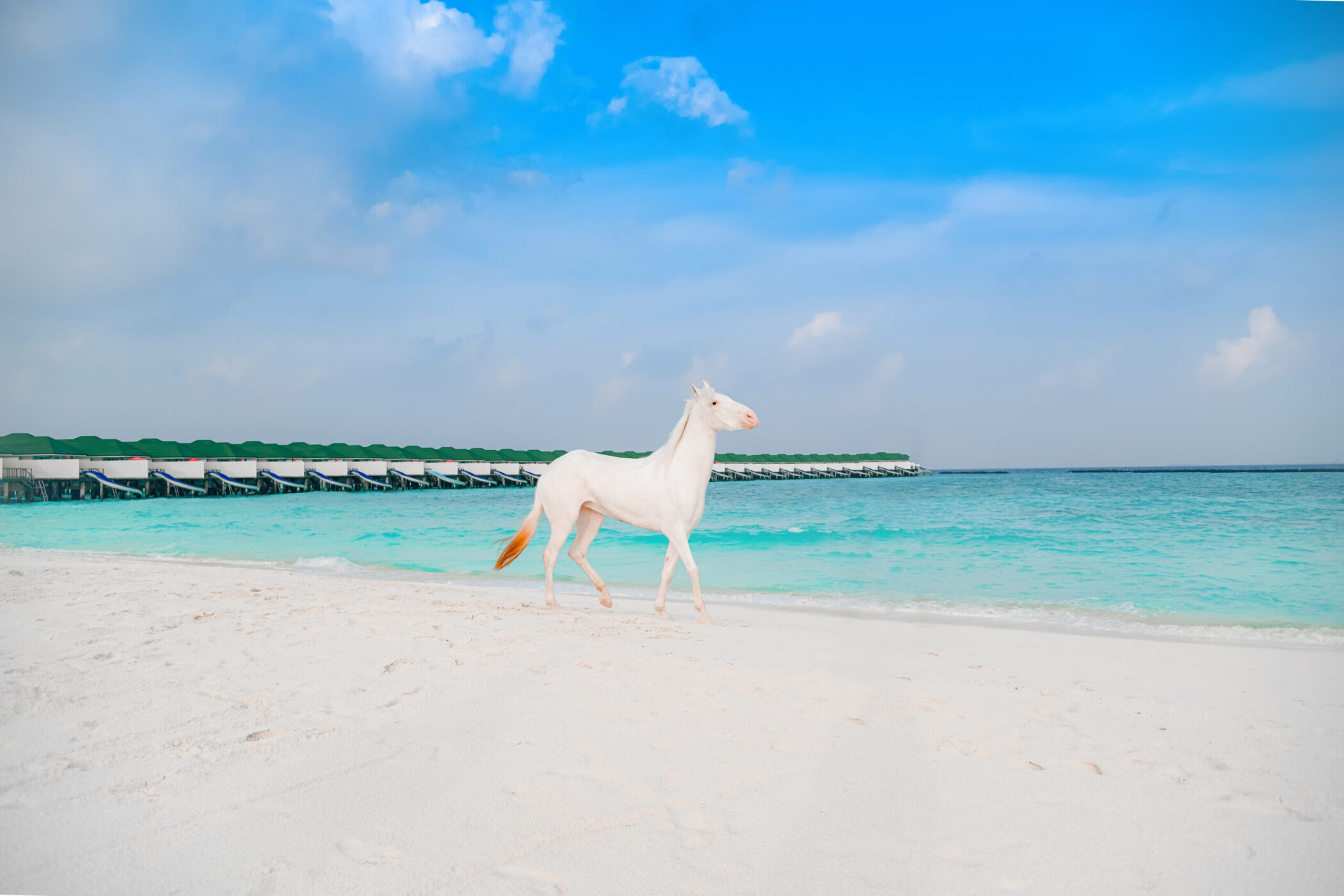Sun Siyam horse
