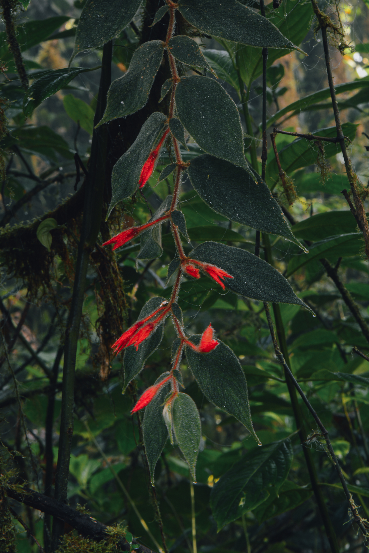 Mashpi Lodge - New Plant Species