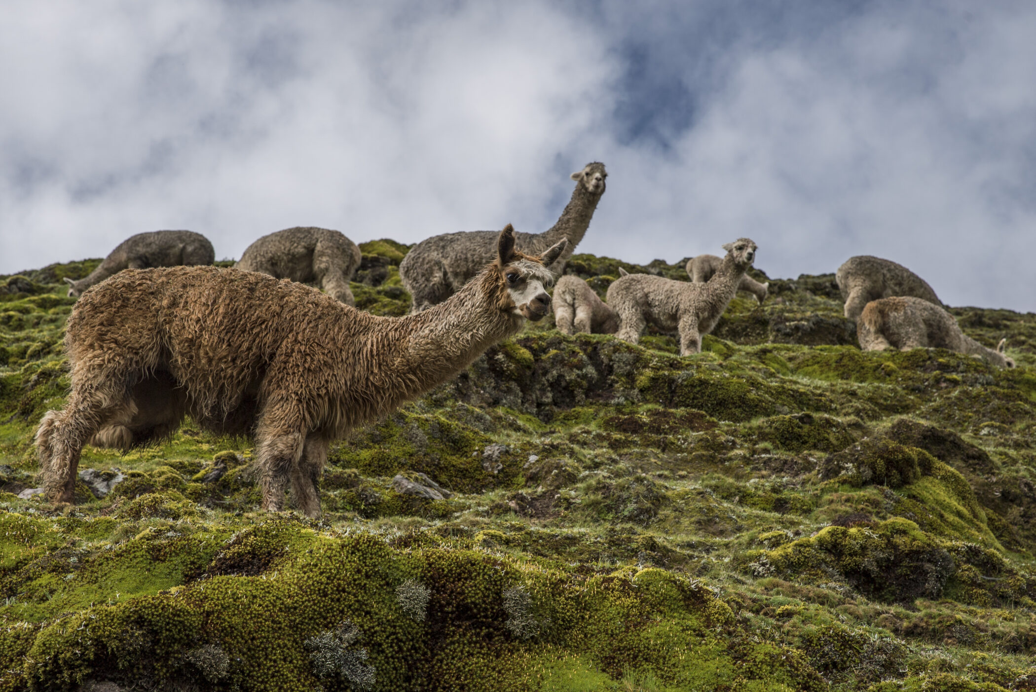 Peru Lares Trek Llamas