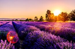 France lavendar field