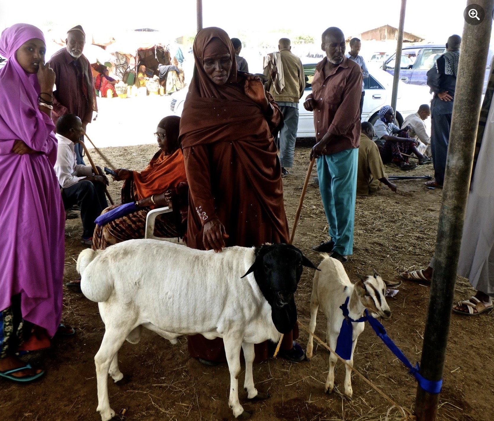 Somaliland livestock market