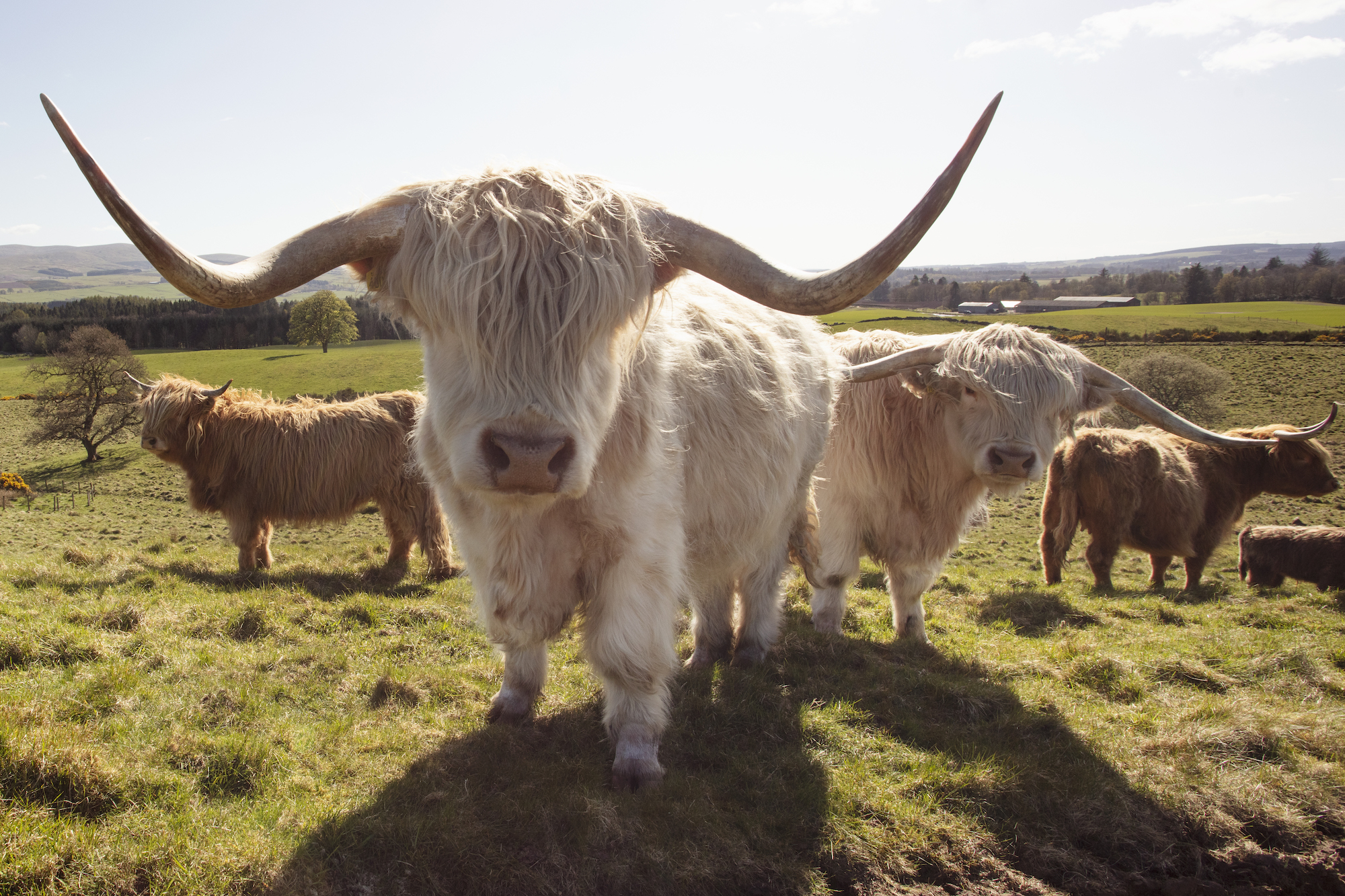 Gleneagles Highland cow experience