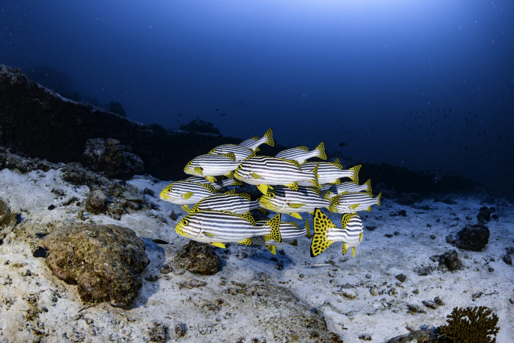 LE MERIDIEN MALDIVES