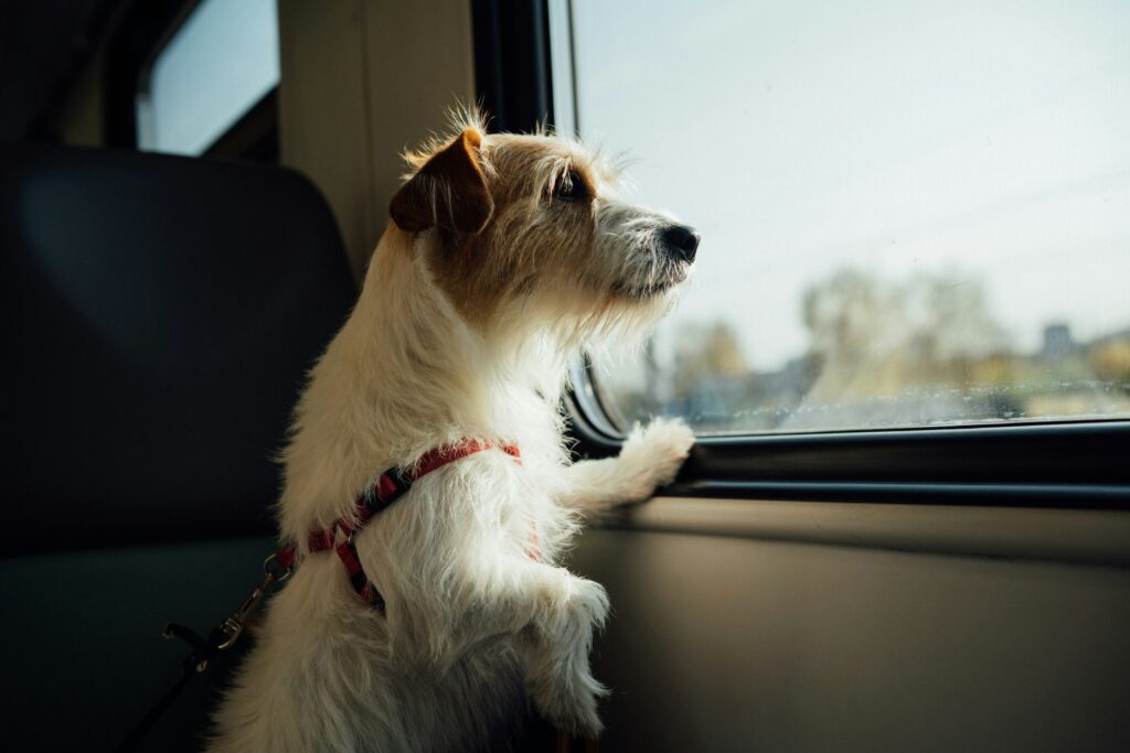 pet travel