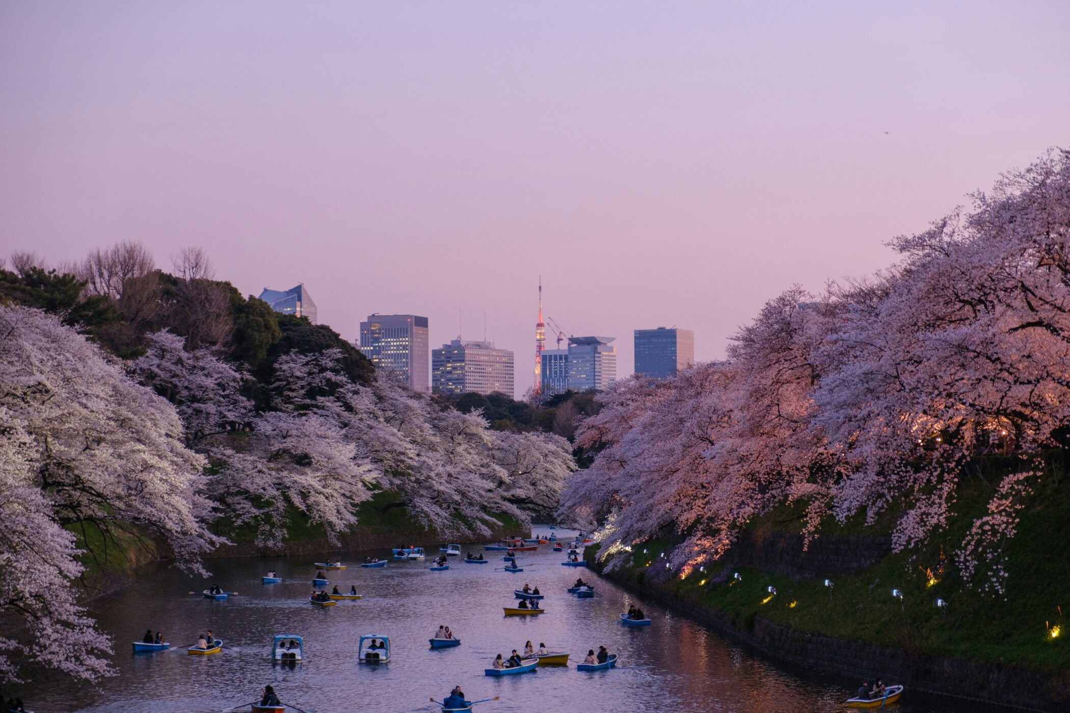 Japan cherry blossom season