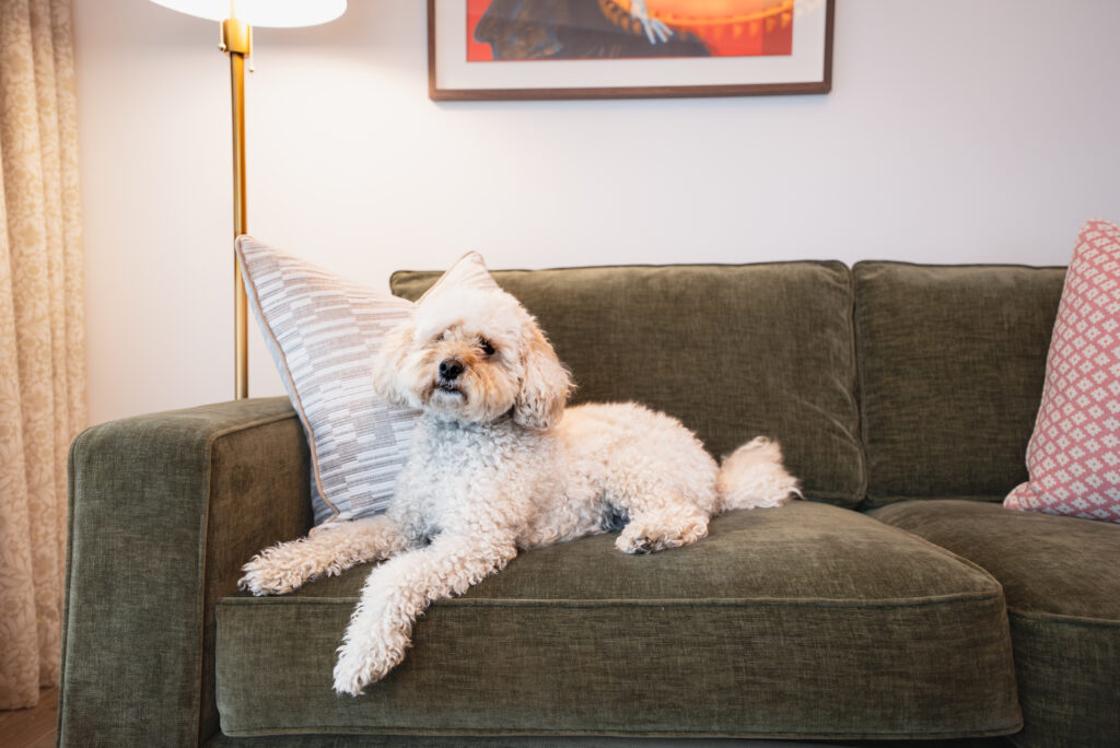 Virgin Hotel Shoreditch debuts room service for dogs