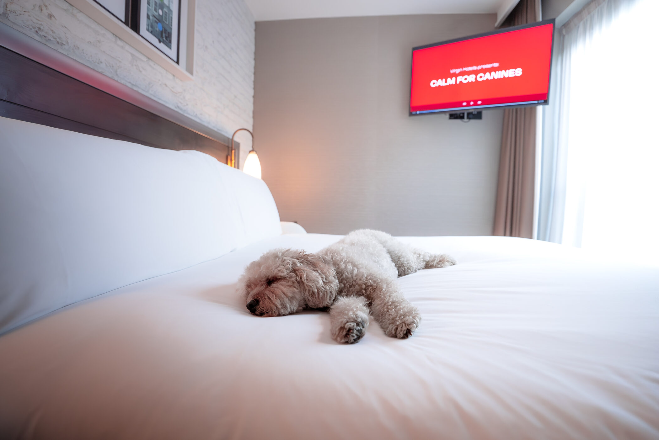 Virgin Hotel Shoreditch debuts room service for dogs