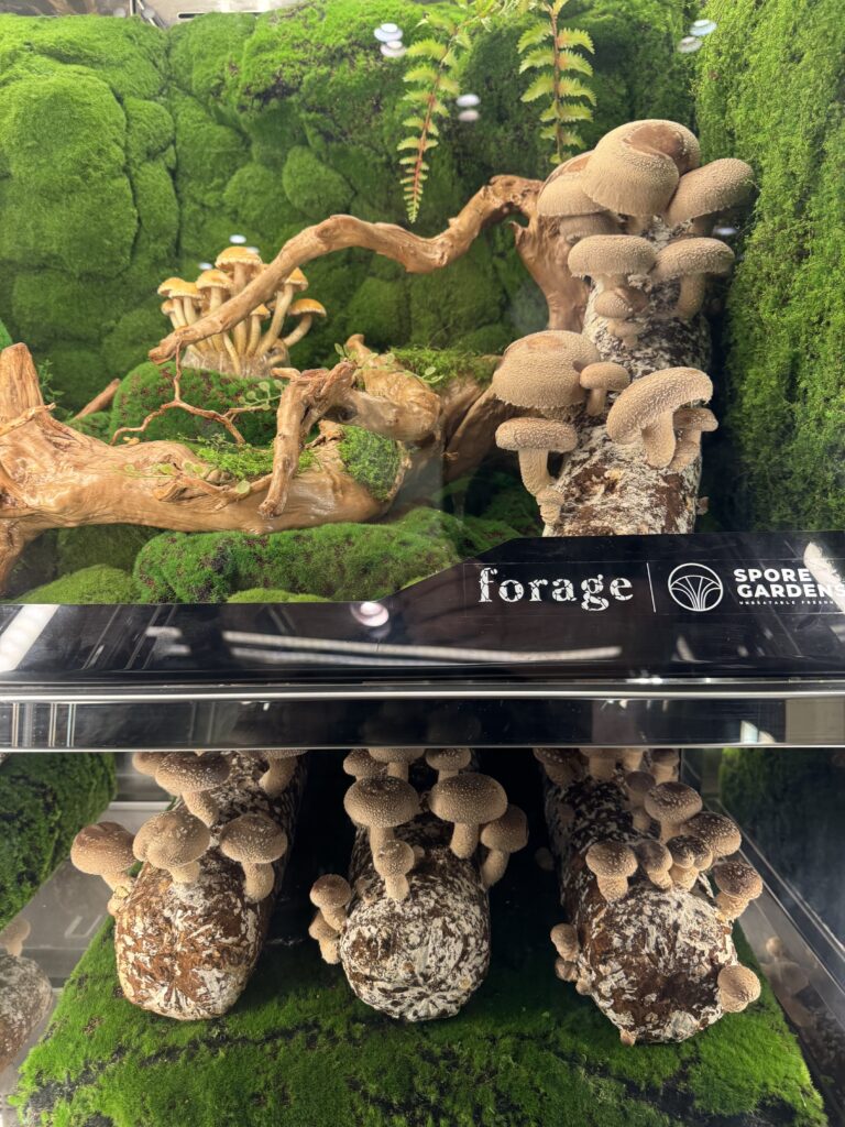 Mandai Rainforest Resort by Banyan Tree