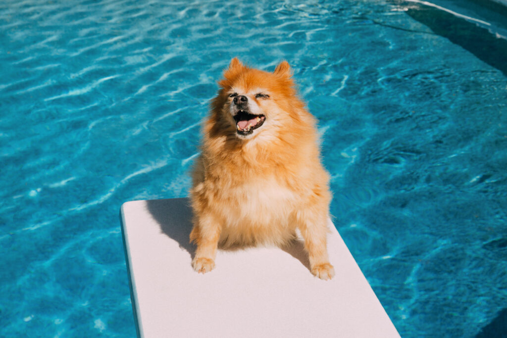 Novotel dog on a diving board