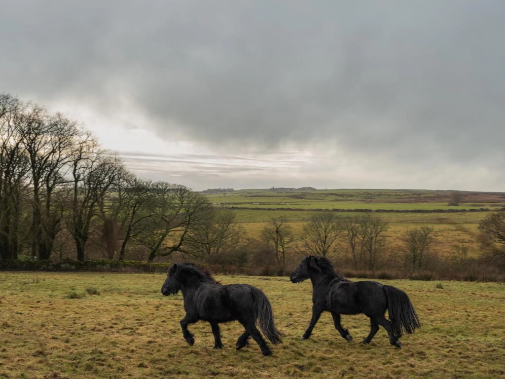 Airbnb; 'Wuthering Heights' experiential stay
