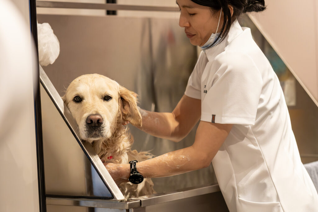 The Peninsula London; dog grooming service