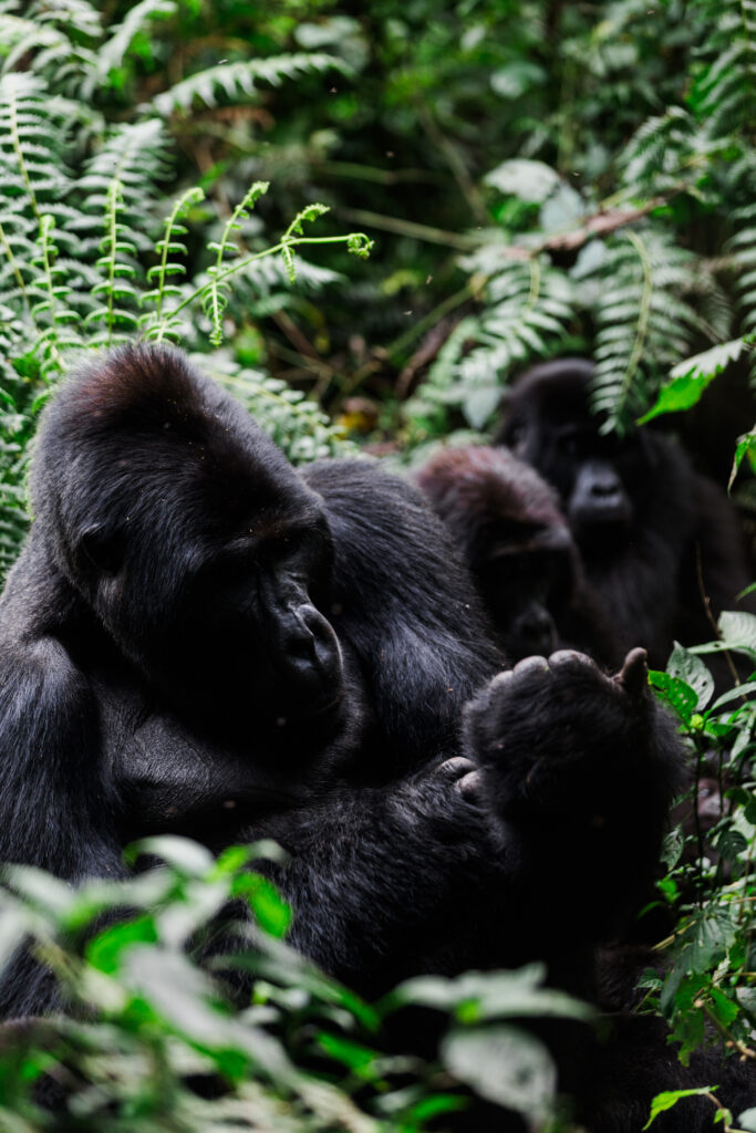 Uganda WildPlaces - Sam Churchill-6377