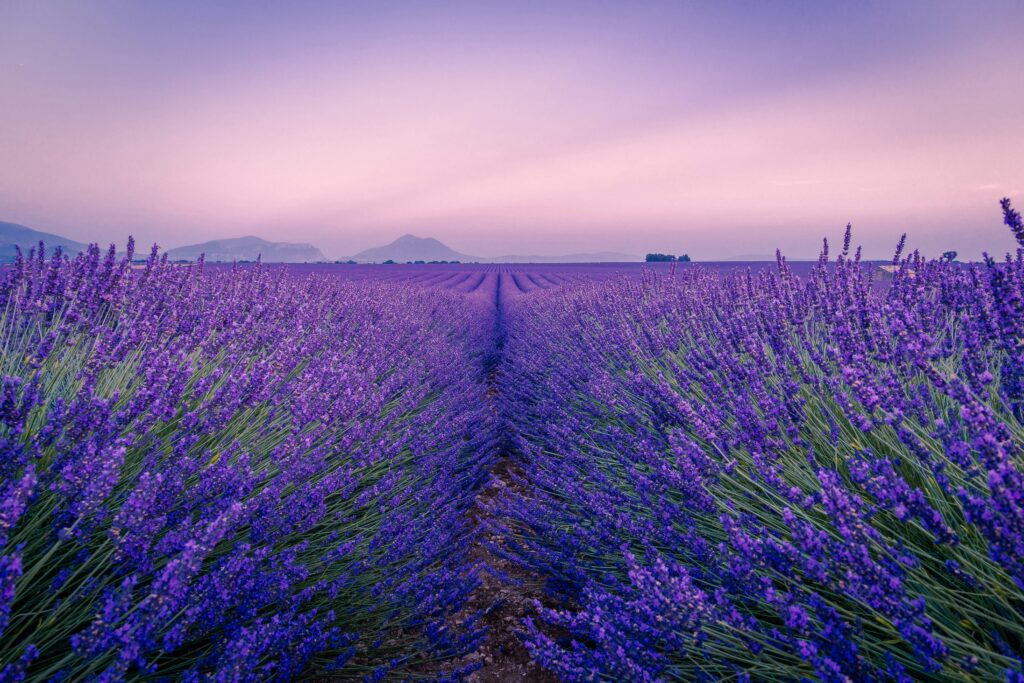 Provence lavendar field