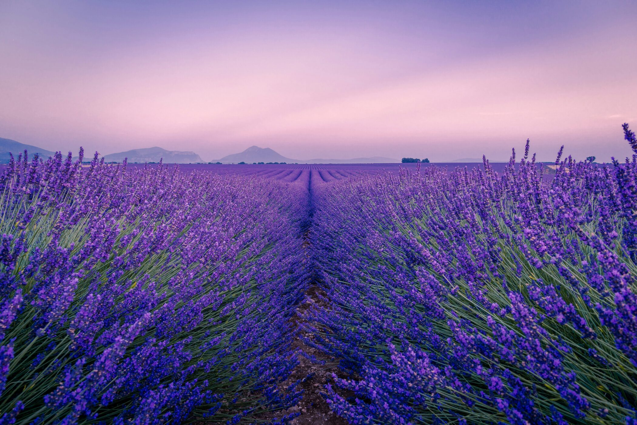 Provence lavendar field