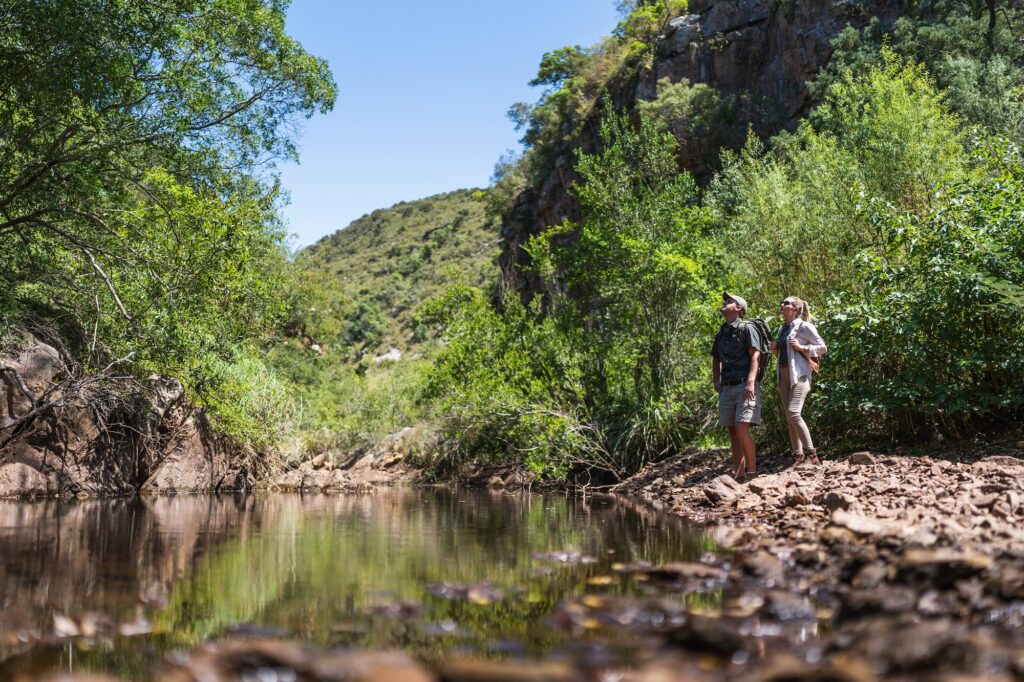 Mantis Hiddn, South Africa