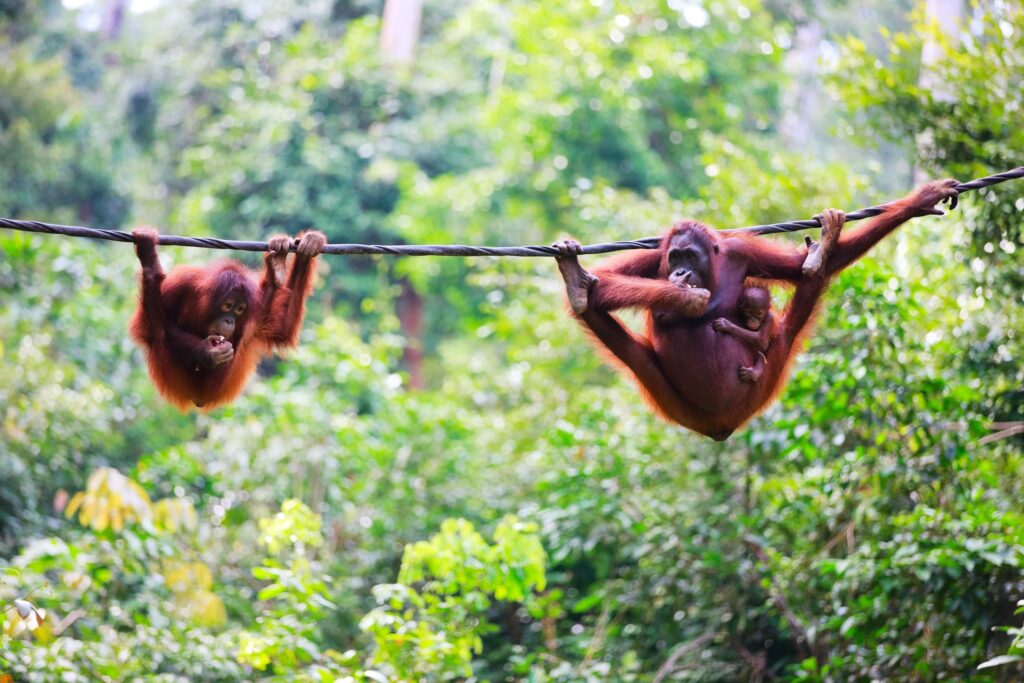Cookson Adventures launches hanging camp in Borneo