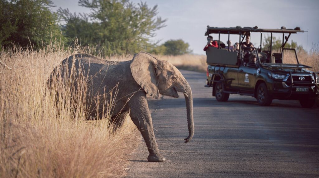 US travellers drive growth in African safari bookings
