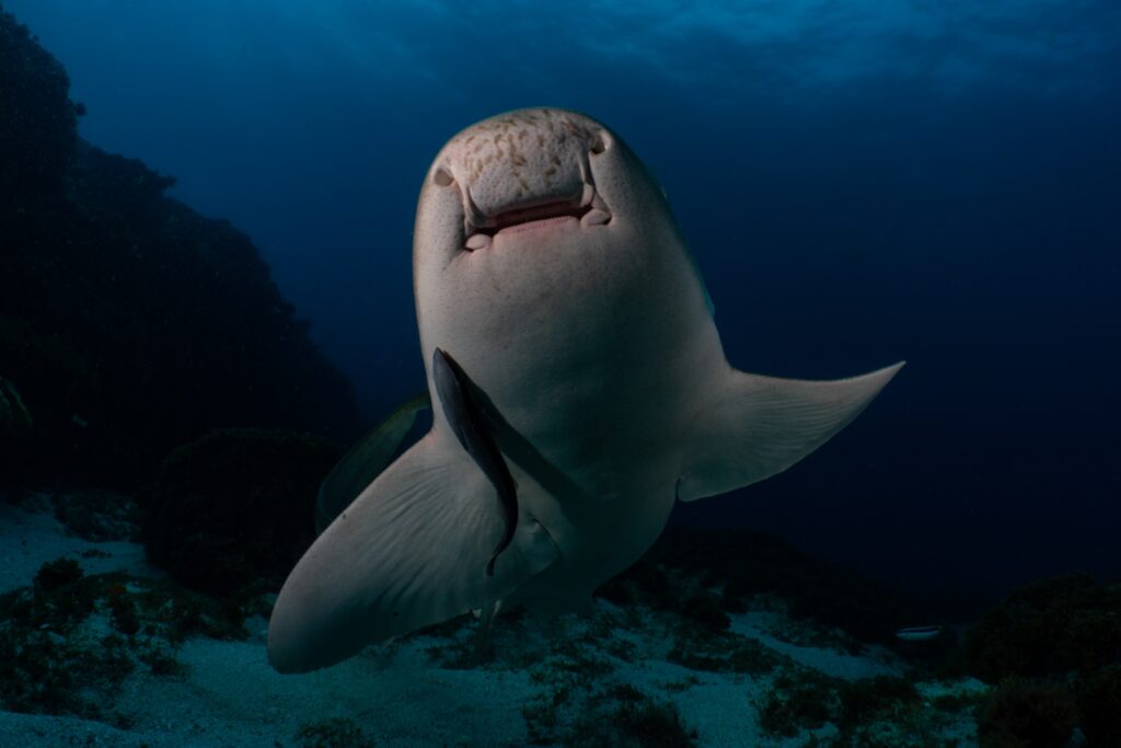 Silolona Sojourns and Cookson Adventures launch shark monitoring trip