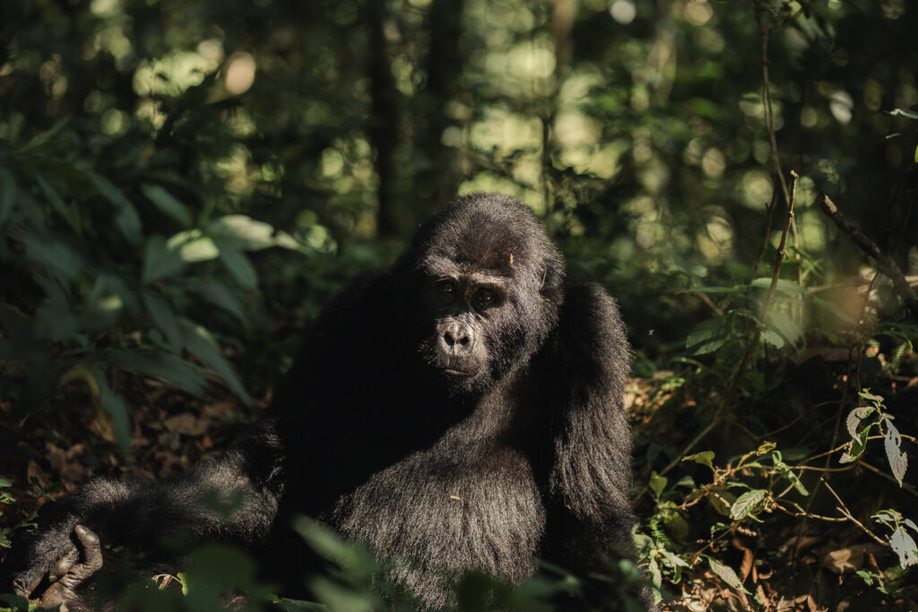 Silverback Lodge